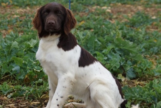 Vermisstmeldung Hund  Weiblich , 1 jahre Bazemont Frankreich