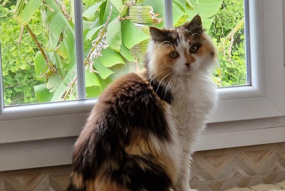 Disappearance alert Cat Female , 6 years Ploudaniel France