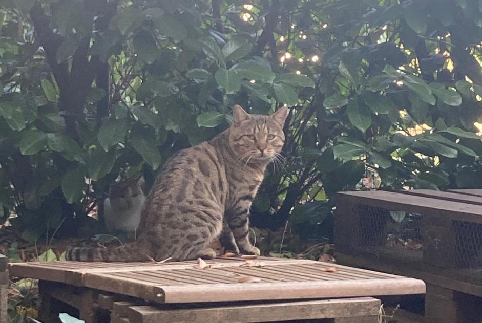 Alerta de Hallazgo Gato Macho Lyon Francia