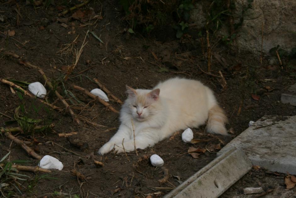 Avviso scomparsa Gatto  Maschio , 7 anni Nantes Francia