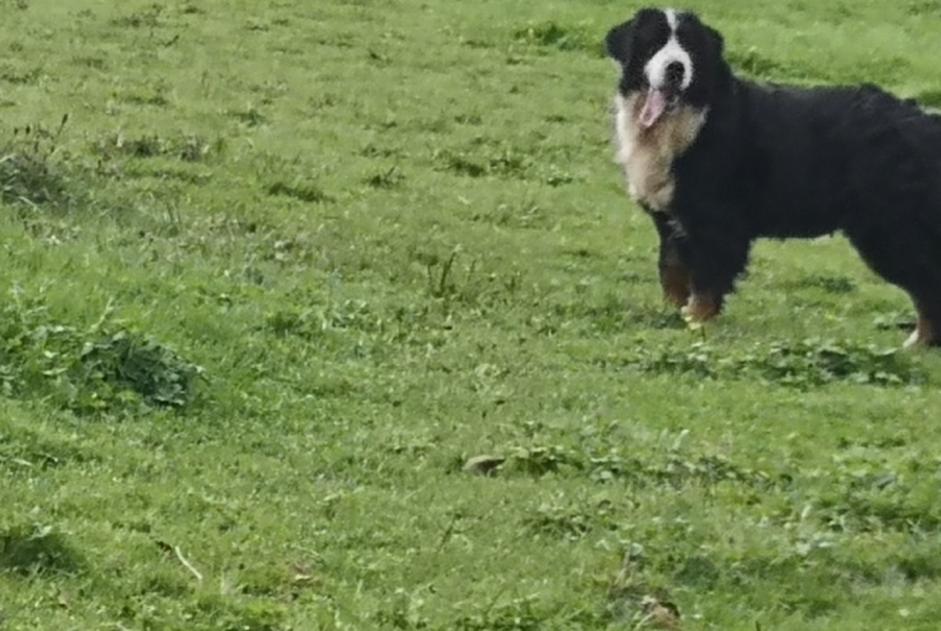 Vermësstemeldung Hond  Weiblech , 71 joer Beyssac France