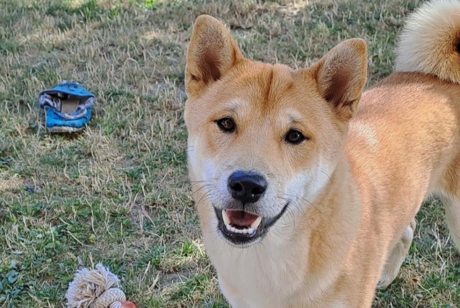 Vermësstemeldung Hond  Männlech , 0 joer Saint-Martin-du-Bois France