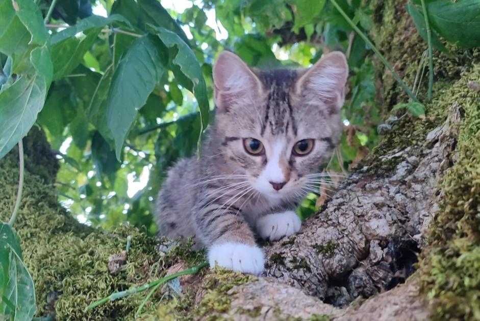 Vermësstemeldung Kaz kräizung Weiblech , 0 joer Pessac France