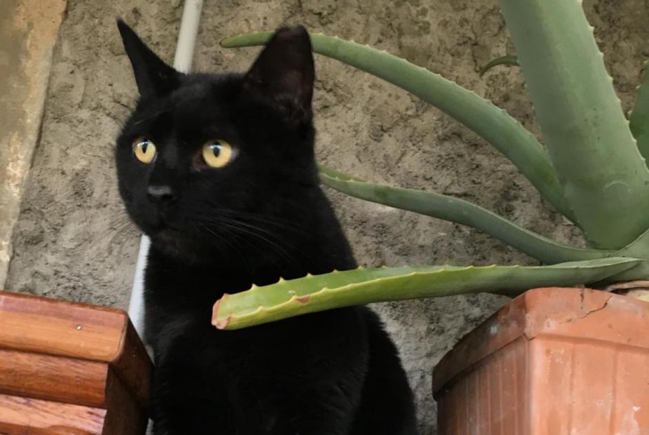 Verdwijningsalarm Kat Mannetje , 10 jaar Vilsberg Frankrijk