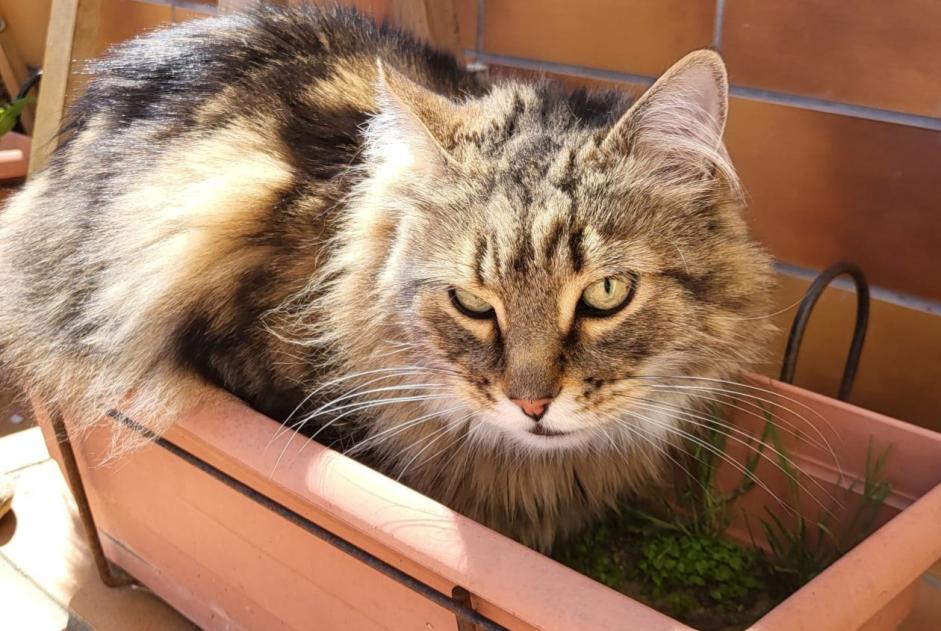 Alerta desaparecimento Gato cruzamento Macho , 6 anos Le Barcarès France