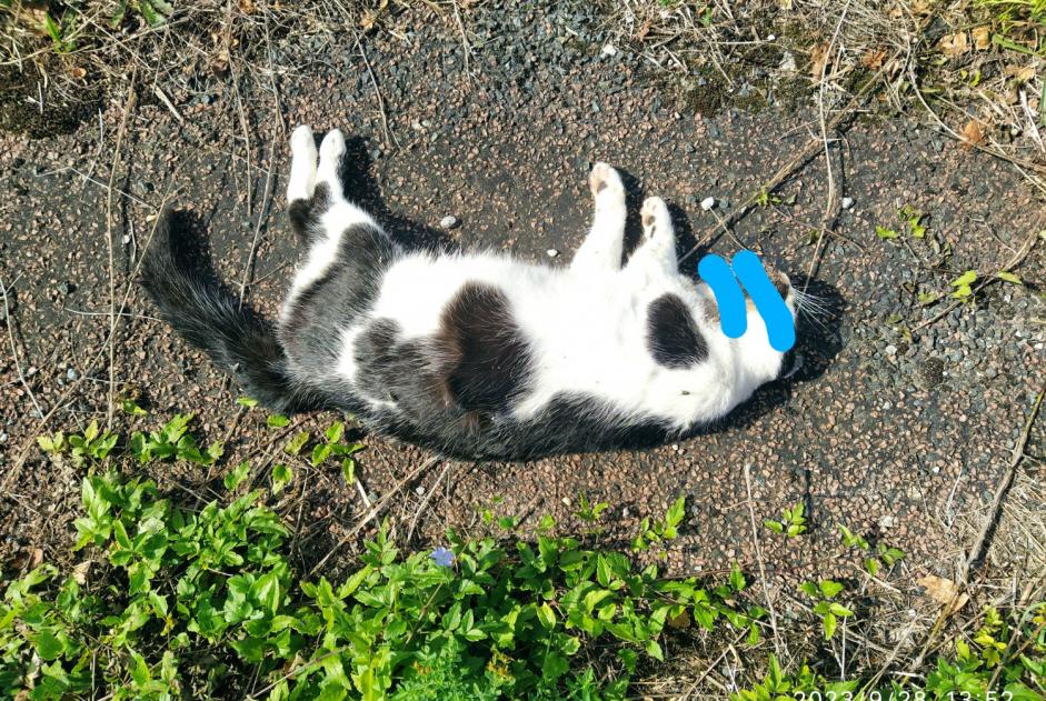 Alerta descoberta Gato Desconhecido Saint-Pierre-la-Noue France