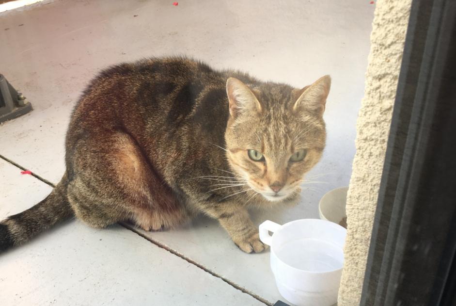 Alerta descoberta Gato Desconhecido Laguenne-sur-Avalouze France