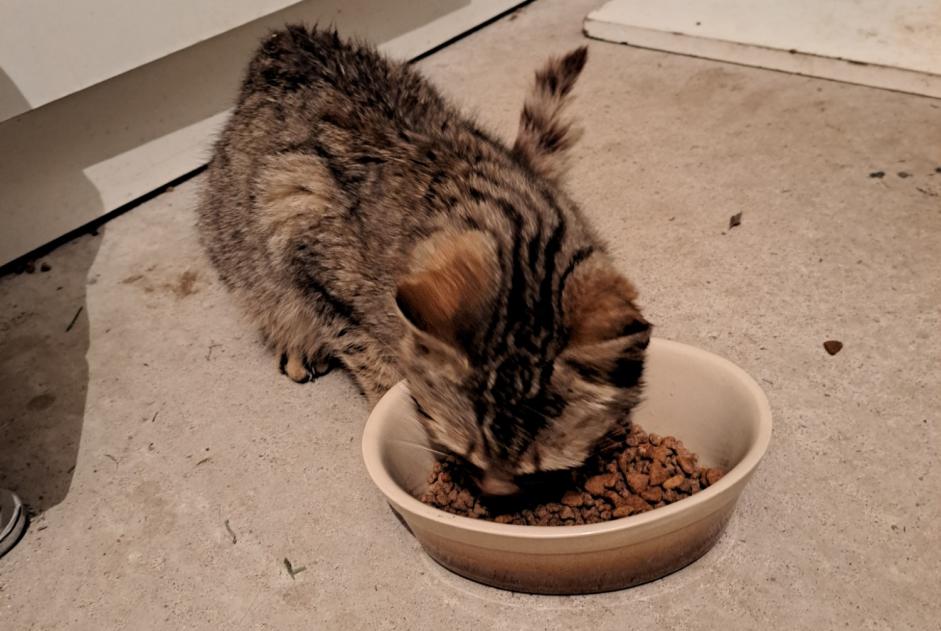 Alerta descoberta Gato Desconhecido Eygurande France